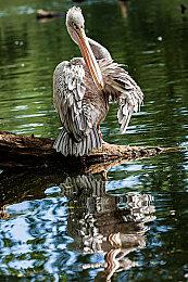 Steam最新一周销量榜 《七龙珠 电光炸裂！ZERO》二连冠